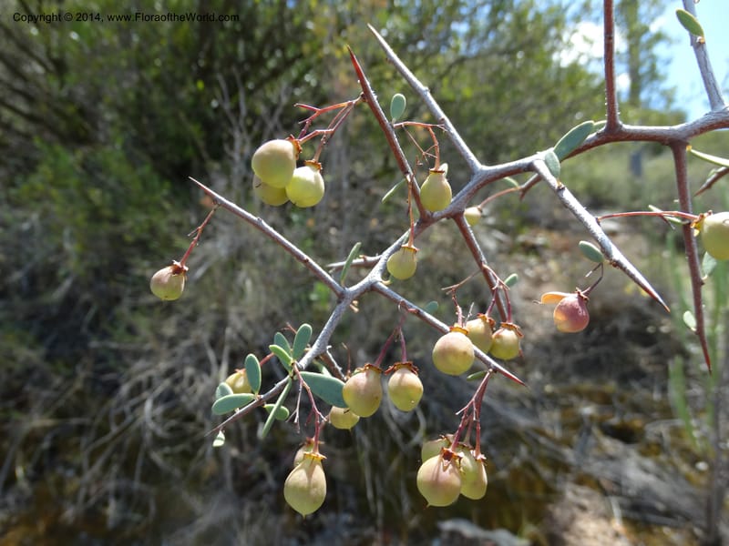 Putterlickia pyracantha, Davidson, C 12273--South Africa. Western Cape. S of Oudtschoorn. 20 Jan 2014. DSC00850 (20).JPG