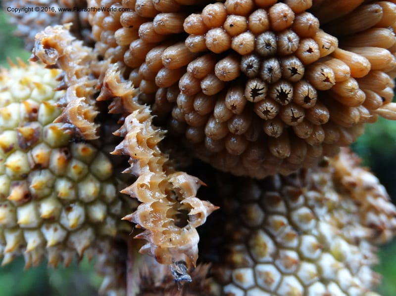 Pandanus borneensis, Callmander, M 1186--Sabah. G. Silam. 1 Oct 2014. DSC00937 (194).JPG