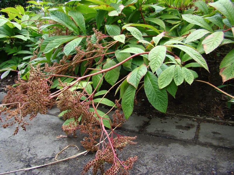 Rodgersia sambucifolia, 16415-0175-1978--Canada. BC. Univ. BC Bot. Garden. 27 Jul 08. 039.jpg