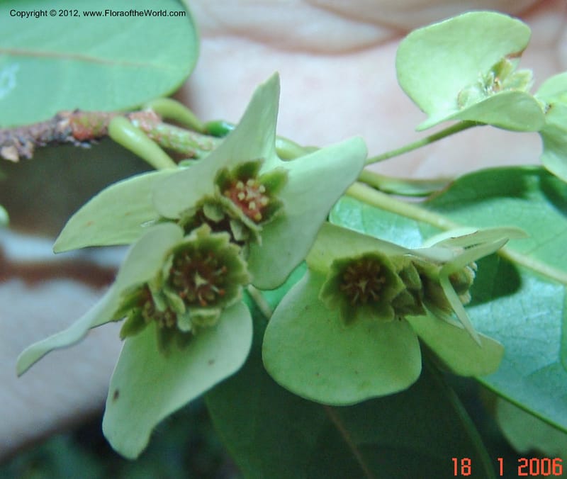 Homalium involucratum, Ranaivojaona, R 1374-Madagascar 18 Jan 2006  131 (4).jpg