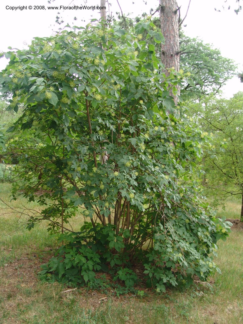 Eleutherococcus senticosus--IL.. Chicago. Morton Arboretum. 1 Jul 05. 029.jpg