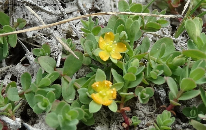 Hypericum anagalloides, Davidson, C 12613--ID. Valley Co. Squaw Meadows. 21 Jul 2014. DSC00973 (5).JPG