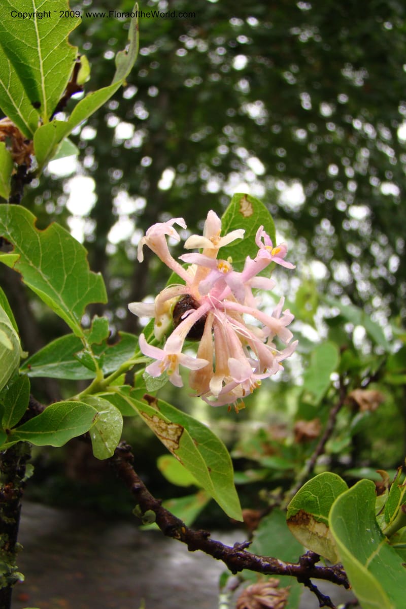 Dais cotinifolia, Z. Rogers 1358--South Africa. KwaZulu-Natal.  29 Jan 09. 001.jpg