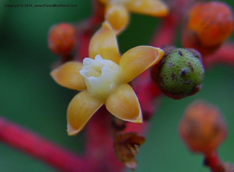 Leea guineensis--Cameroon. Mt. Cameroon. 6 Dec 03. 088a (2).jpg