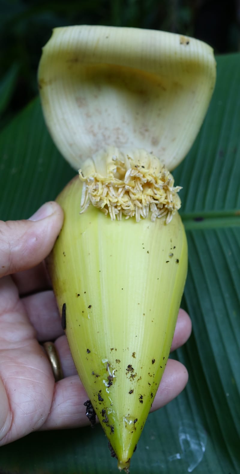 Musa formosana, Chung Kuo-Fang 3351--Taiwan. Wulai Distr. Wulai village. Hsing Hsian Trail. 19 May 2016. DSC03046 (166).JPG