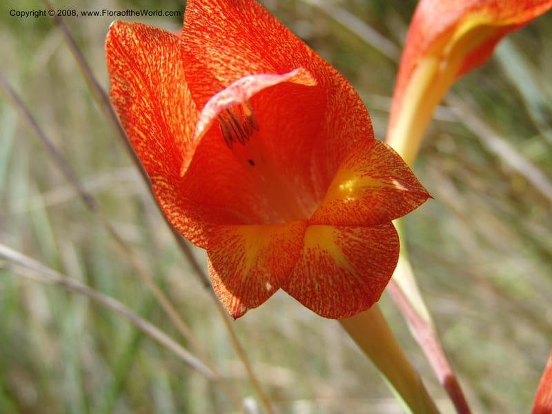 Gladiolus dalenii--So.Africa. E. Cape. R58 SE of Lady Grey. 10 Mch 05. 010.jpg