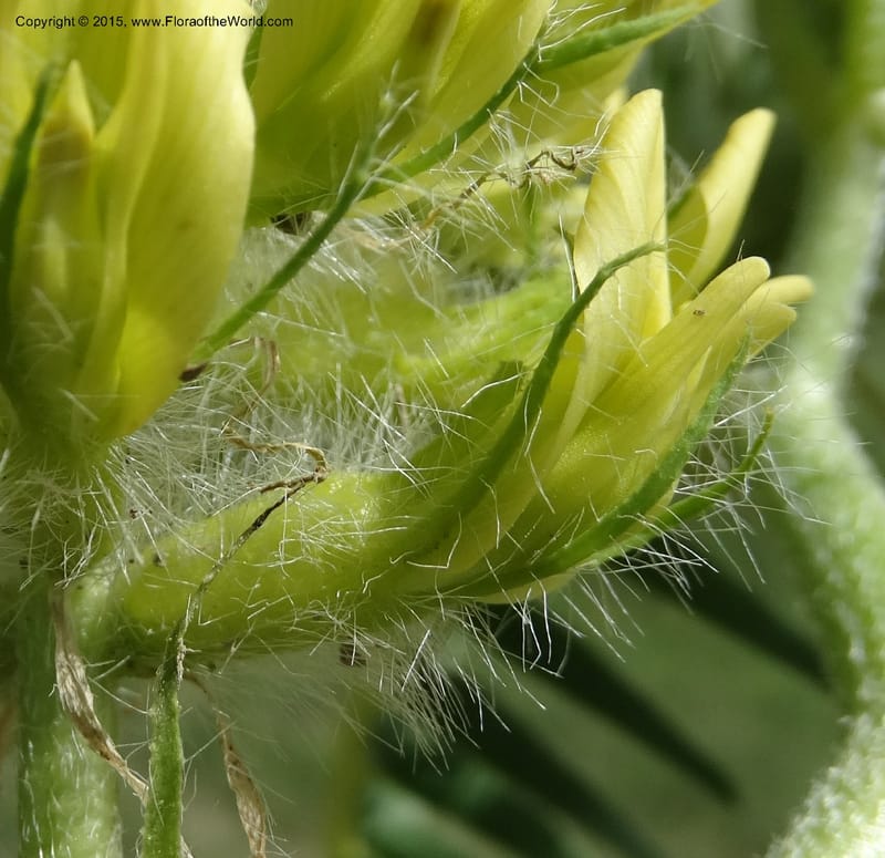 Astragalus trichocalyx, Davidson, C 12434--Georgia (Caucasus). Rustavi Village. 5 Jun 2014. DSC07073 (247).JPG