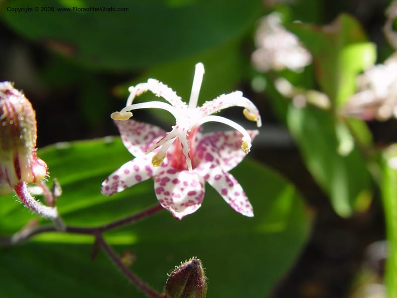 Tricyrtis macropoda, 82.1612--CA. UC Berkeley Bot. Gdn. 19 Sep 03. 005.jpg