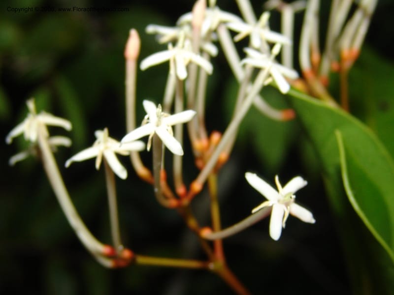 Ixora, ZRogers899--Madagascar. Prov. Toliar. Mandena Centr. Res Ecol. 19 Jan 06. 283.jpg