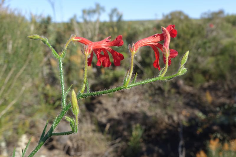 Leschenaultia hirsuta, Davidson, C 13418--Australia. W.A. Tootbardie Rd.-Coorow Rd. 23 Oct 2016. DSC04758 (21).JPG