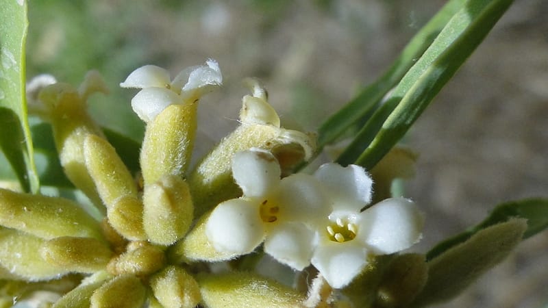 Daphne mucronata, A. G. Miller 128.3--Iraq. Kurdistan. Shakh-i Pira Magun. 10 June 2010. 131 (10).jpg
