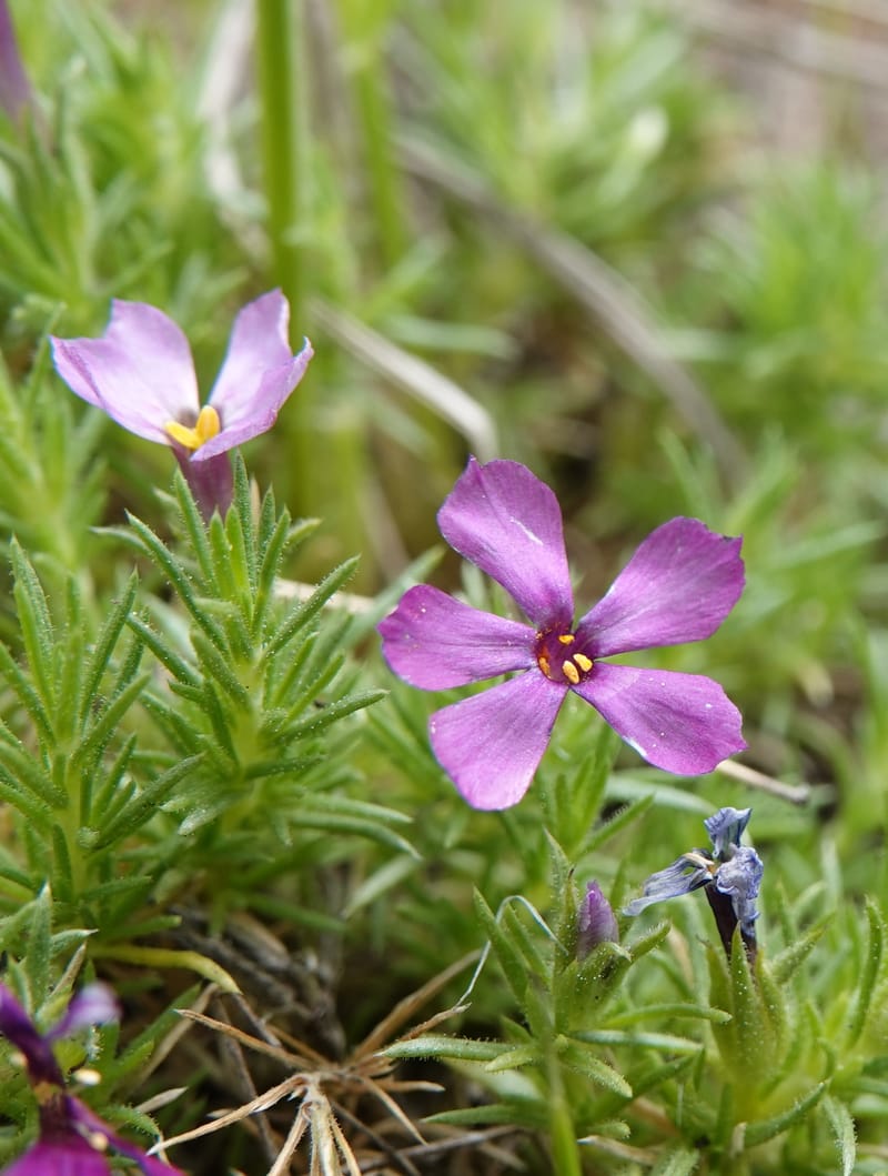 Phlox condensata, C. Davidson 13762--Oregon. Wallowa Co. Zumwalt.Trail Cr. Rd. 4 Jun 2018. DSC04078 (515).JPG