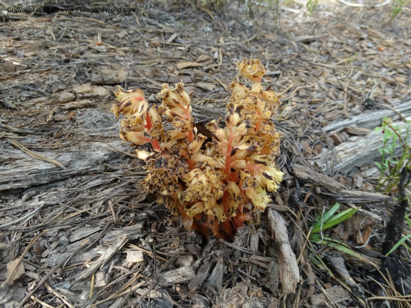 Monotropa hypopitys, Davidson, C 12626--ID. Idaho Co. S of Steamboat Summit. 5 Aug 2014. DSC00156 (147).JPG