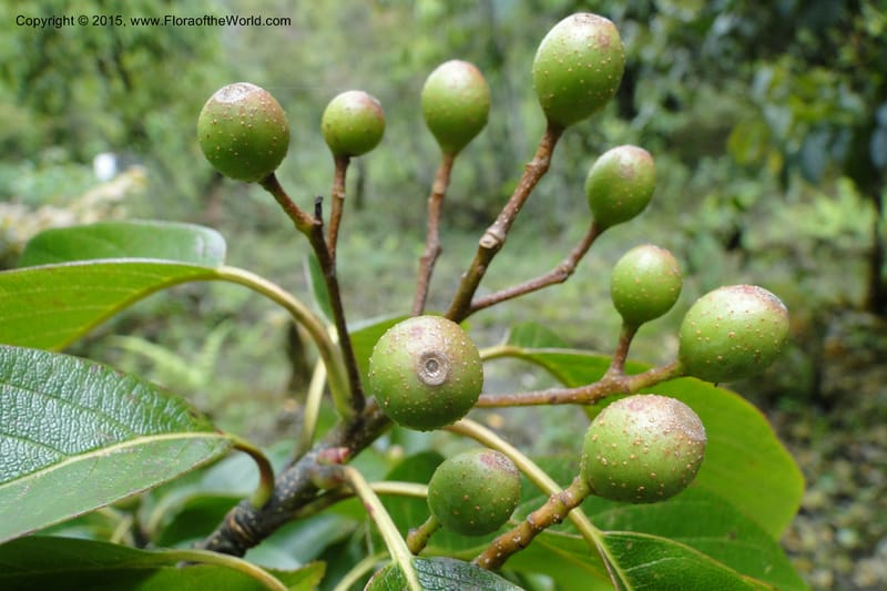 Cornus, Regalado 1800--Viet Nam. Trail to Siu Chai Commune. 5 May 2011. 167 (3).jpg