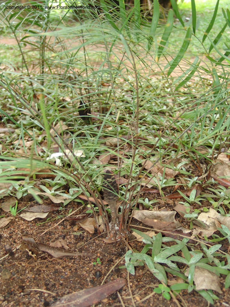 Zamia angustifolia--So.Africa. Lowveld Nat. Bot. Gard. 14 Mch 05. 445.jpg
