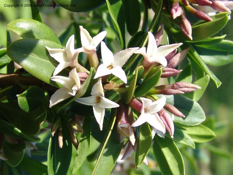 Daphne tanguetica--France. Nancy. Jard. Bot. Montet. 1 May 05. 154.jpg