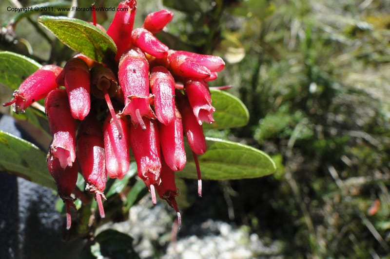 Cavendishia, Ulloa 2093--Ecuador. P. N. Sangay. 6 June 2011. 091 (2).jpg