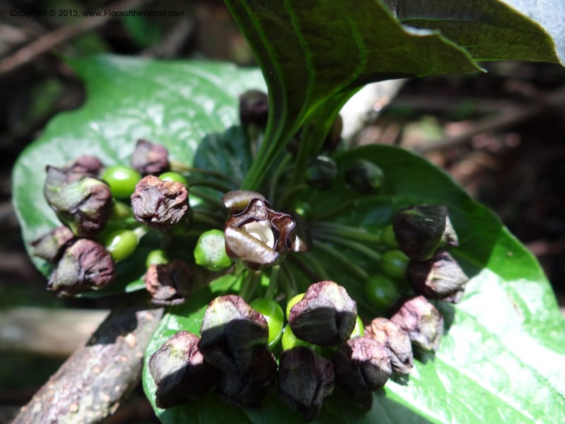 Tacca palmata, SAN.153234--Malaysia, Sabah. Kinabalu N.P., Poring. 7 Apr 2012. DSC07570 (4).JPG