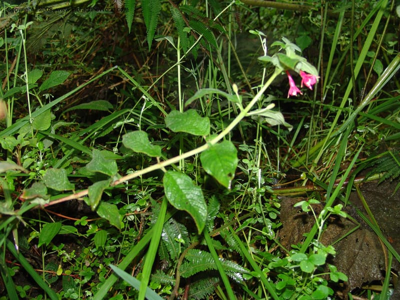 Fuchsia, Croat94367--Ecuador. Prov. Pichincha. Reserva Bellavista. 9 Feb 05. 178.jpg