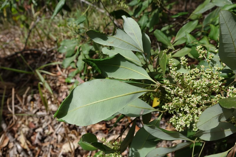 Guioa semiglauca, Davidson, C 13334--Australia. Qld. Austinville Rd. 17 Oct 2016. DSC02705 (32).JPG