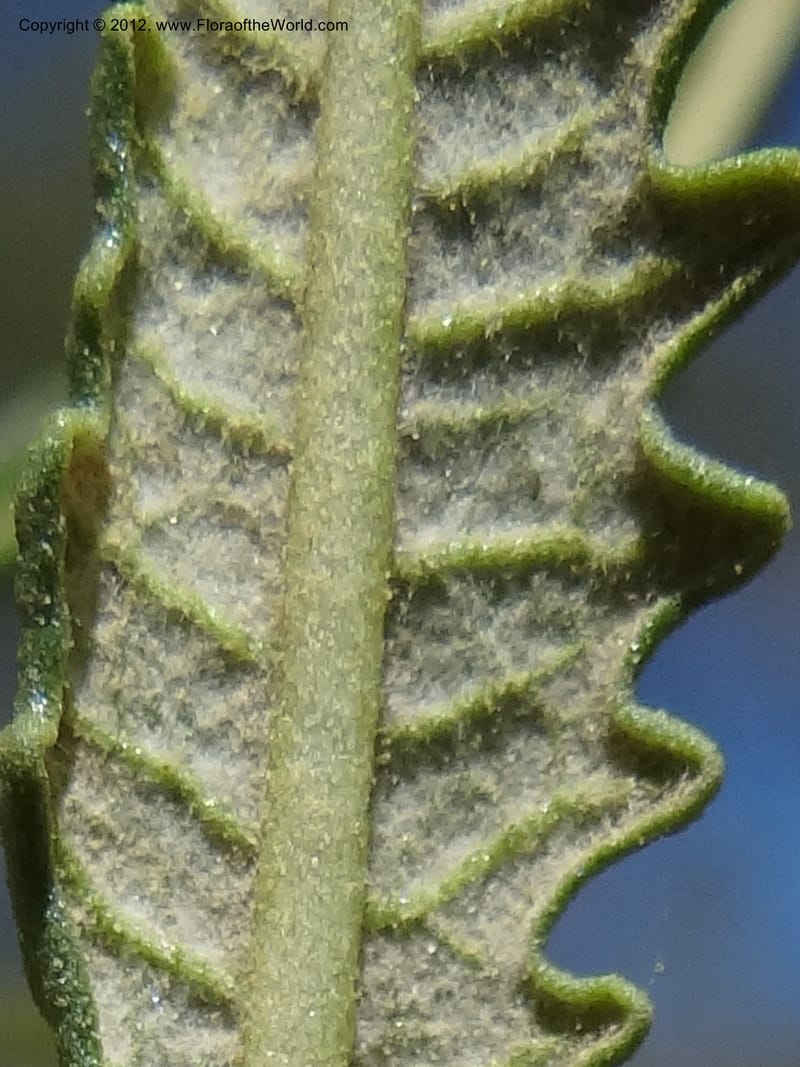 Eriodictyon angustifolium, Davidson, C 11943--AZ. Yavapai Co. Crown King Rd. 7 May 2012. DSC0894 1 (100).JPG