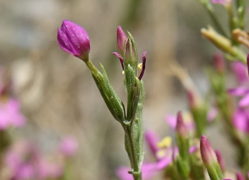 Centaurium pulchellum, Fortunato 13214--Argentina. Pedernal, Hwy 153. 10 Feb 2018. DSC00169 (48).JPG