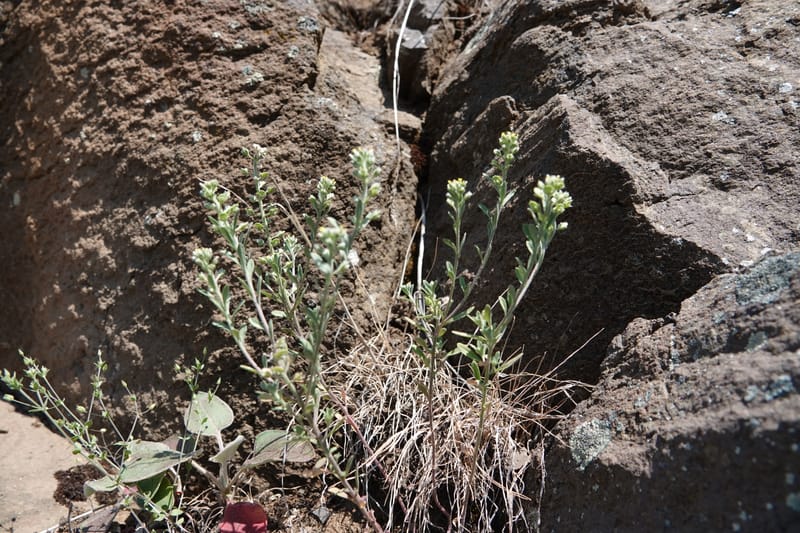 Alyssum alyssoides, C. Davidson 13796--Oregon. Union Co. Hwy 82, near summit. 6 Jun 2018. DSC05441 (67).JPG