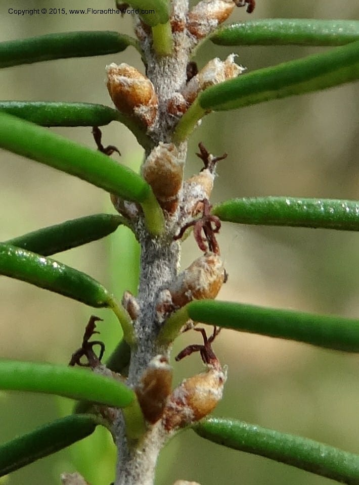 Ceratiola ericoides, Davidson, C 13062--South Carolina. Lexington Co. Redmond Rd. 20 May 2015. DSC06945 (27).JPG