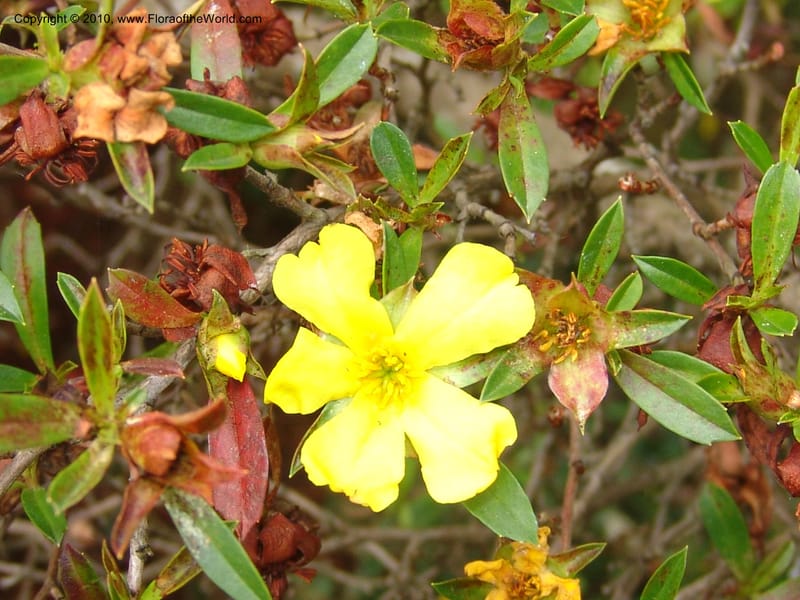 Hibbertia cuneiformis, s.n.--CA. San Francisco Arboretum. 9 Aug 07. 485.jpg