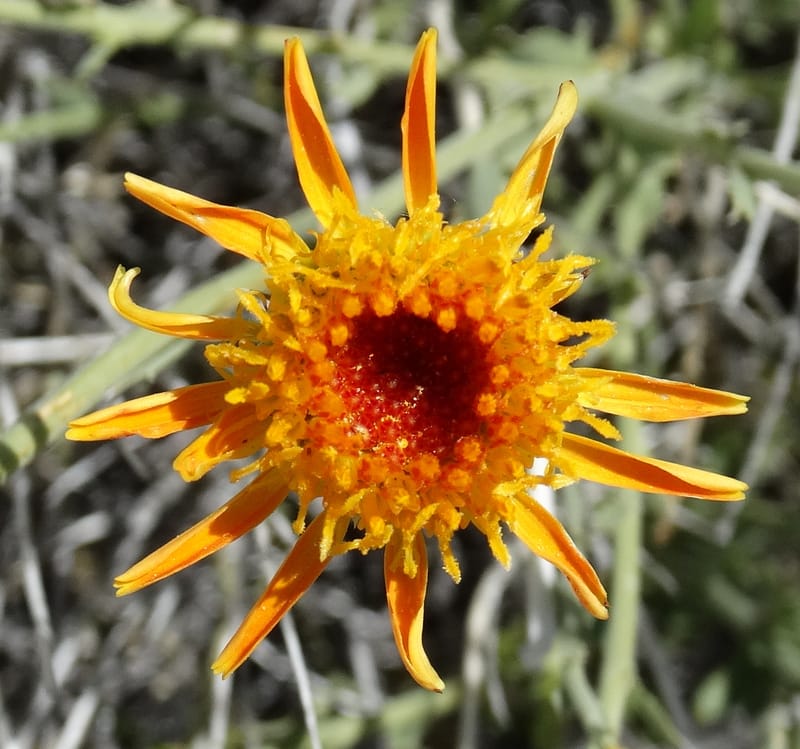 Adenophyllum cooperi, Davidson, C 13174--California, Mojave Nat'l Pres., 23 Apr 2016  8561 (1).JPG