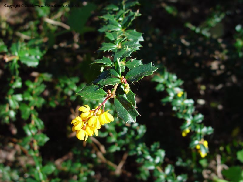 Berberis darwinii. 76.0264--CA. UC Berkeley Bot. Gard. 10 Feb 03. 102.jpg