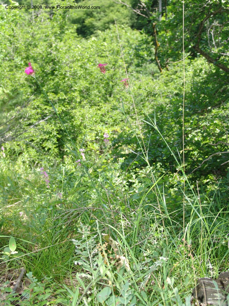 Dianthus subulosus--Georgia. Shio Mgvime Monastery road. 12 Jun 05. 088.jpg