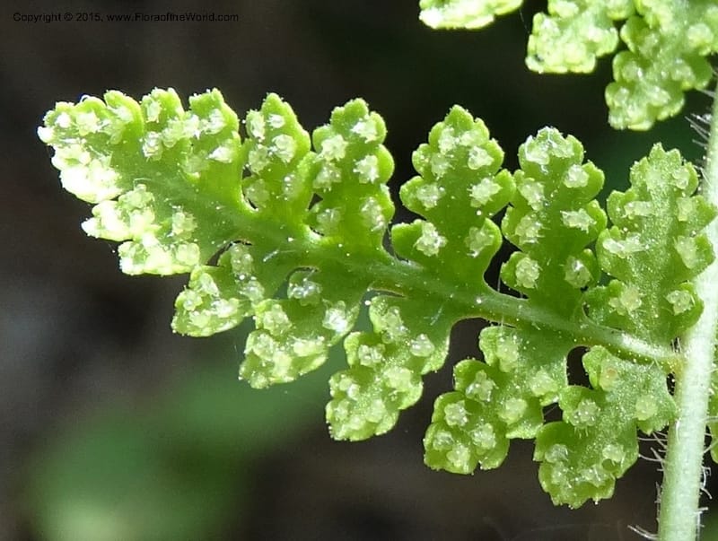 Woodsia scopulina, Davidson, C 12843--Idaho. Valley County. Sylvan Beach. 15 Jun 2015.  (38).JPG