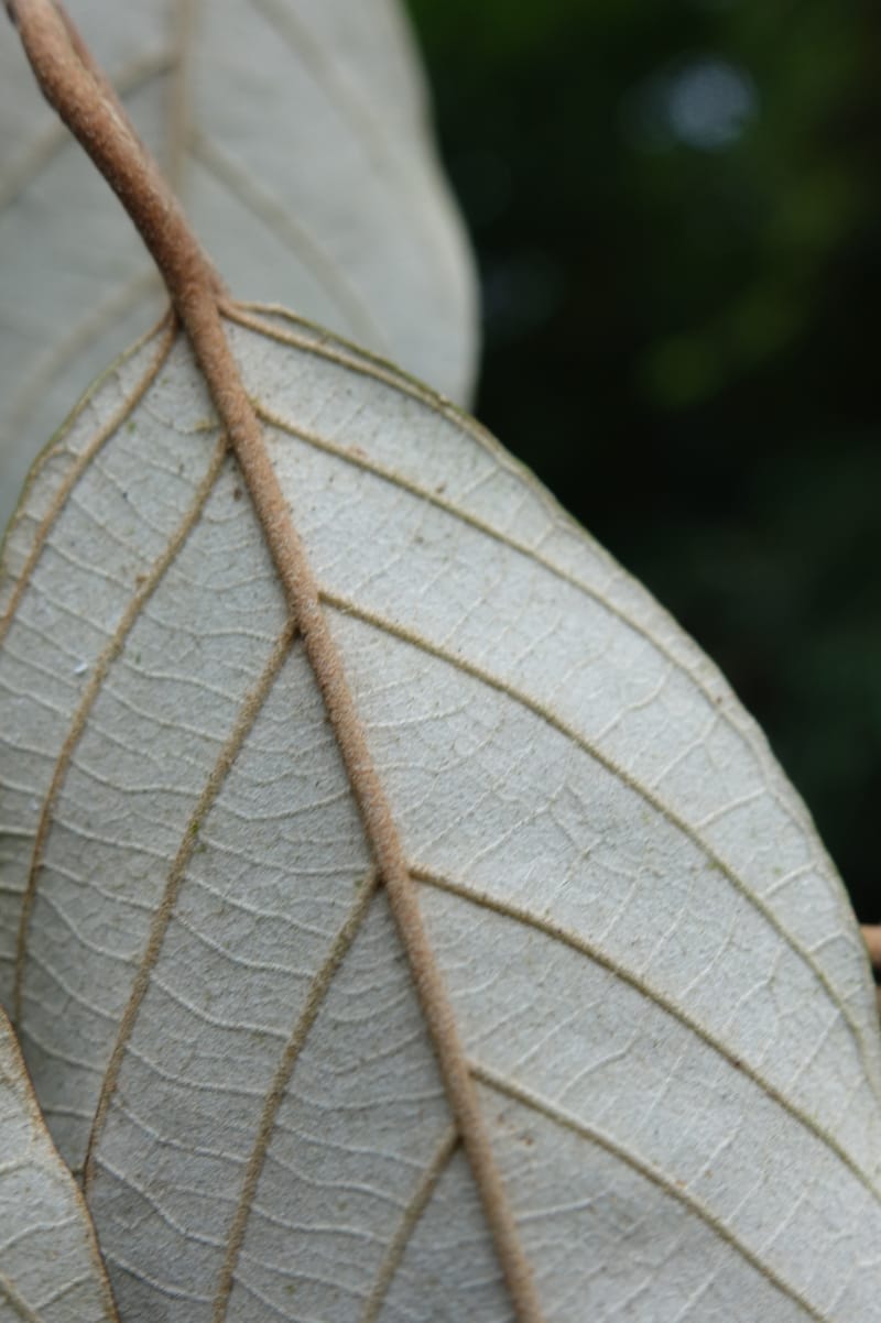 Styrax suberifolia, Chung Kuo-Fang 3354--Taiwan. Wulai Distr. Wulai village. Chia Jiao Liao. 19 May 2016.  (40).JPG