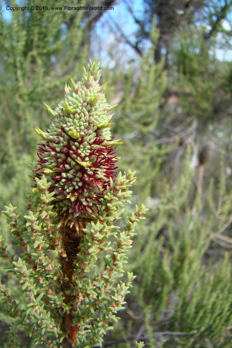 Cliffortia dichotoma, C. Davidson 11570--So Africa. No Cape. Papkuilsfontein. 26 Aug 09. 1 (4).jpg