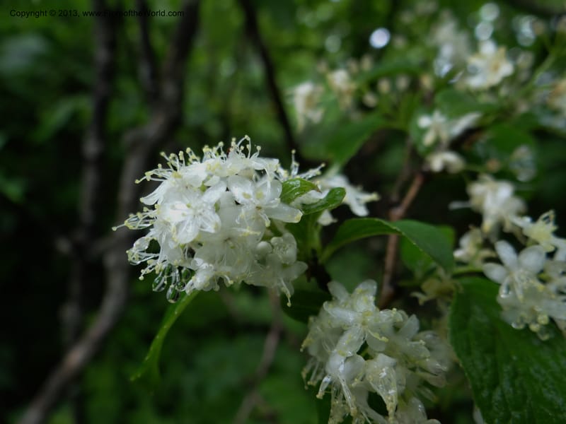 Symplocos paniculata, Davidson, C 11994--China. Zhejiang Prov. Tian Mu Shan. 2 Jun 2012. DSC01554 (162).JPG