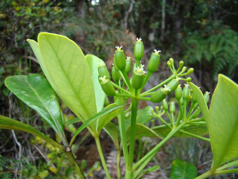 Schefflera gordonii, PLowry6902--New Caledonia. Monts Dzumac. 20 Nov 07. 140.jpg