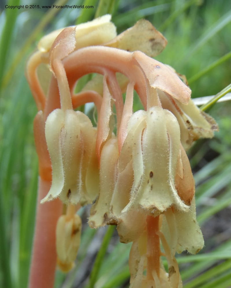 Monotropa hypopitys, Davidson, C 12626--ID. Idaho Co. S of Steamboat Summit. 5 Aug 2014. DSC00156 10(218).JPG