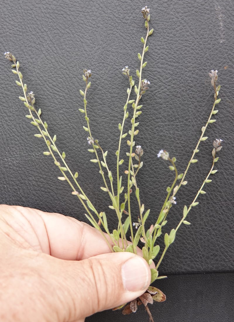 Myosotis stricta, C. Davidson 13755--Oregon. Wallowa Co. Zumwalt.Trail Cr. Rd. 4 Jun 2018. DSC04078 (200).JPG