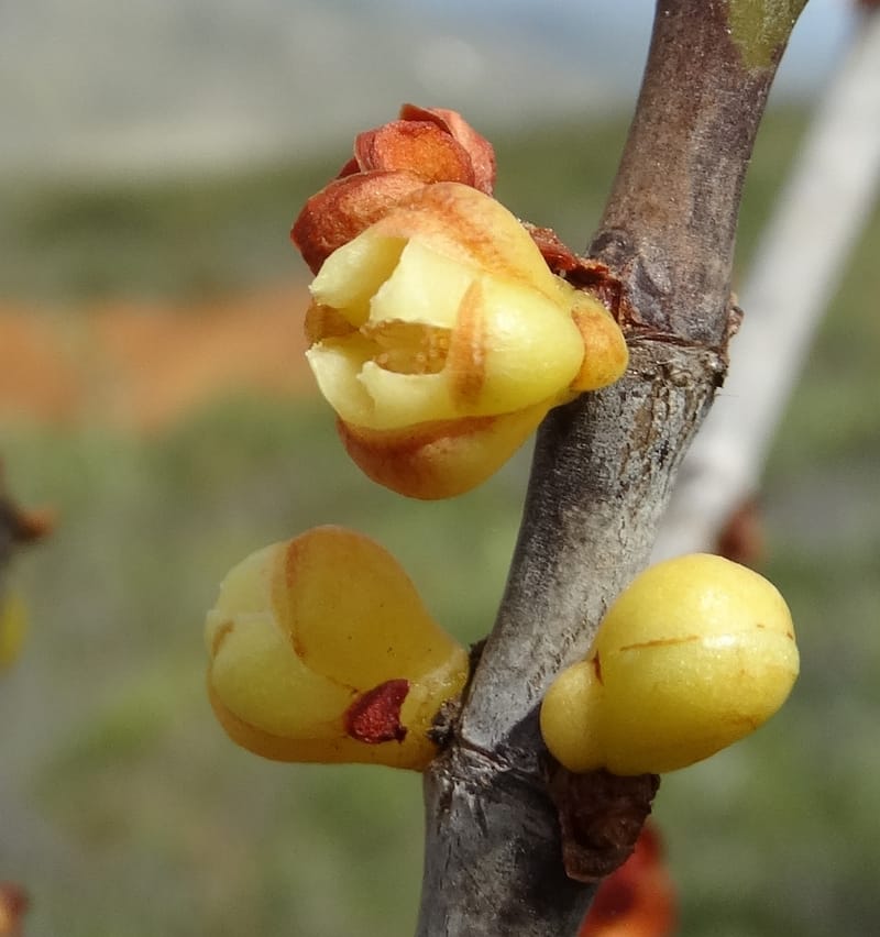 Garcinia, Munzinger, J 7454--New Caledonia. Tiebaghi. 17 Nov 2015. DSC03437 (102).JPG