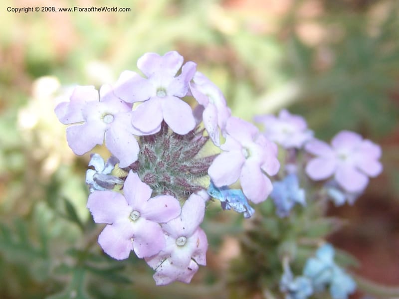 Verbena gooddingii--AZ. Coconino C. Hwy 89A. Oak Cr Can,  Midgley Bridge. 14 May 05. 066.jpg