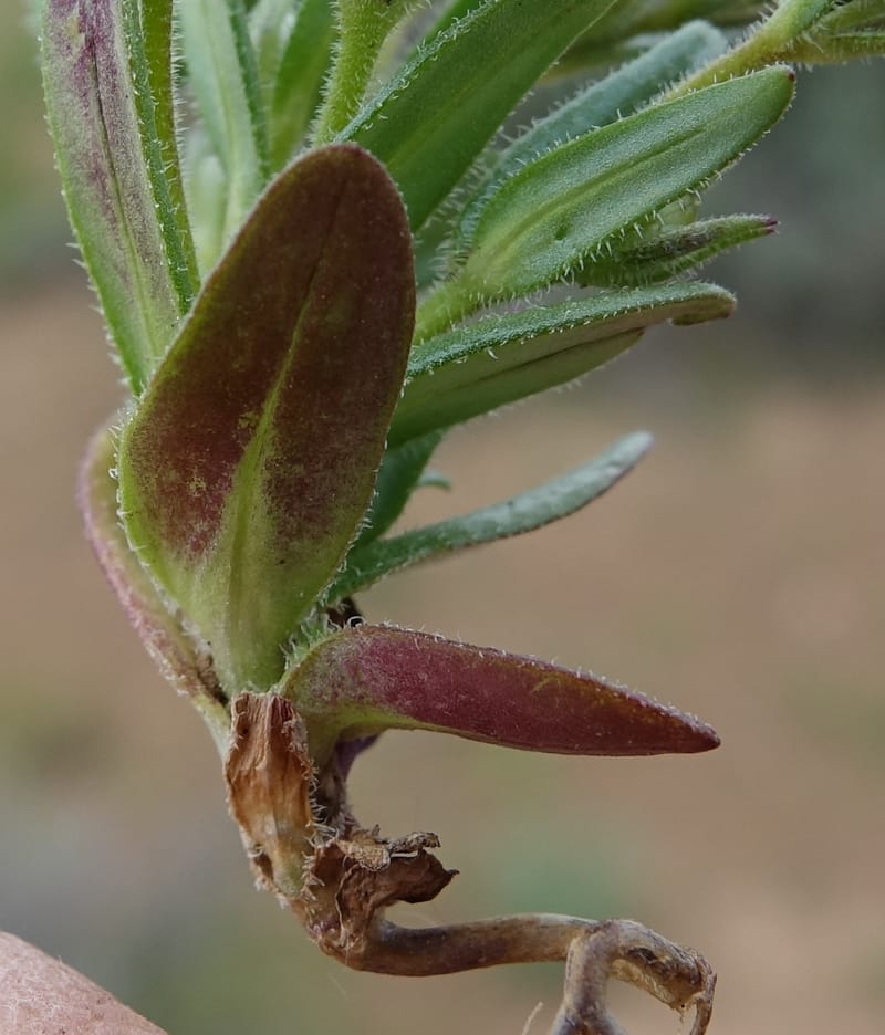 Microsteris gracilis var. humilior, C. Davidson 13566--ID. Blaine Co. Rock Creek Preserve. TNC. 14 May 2017. DSC00477 (134).JPG