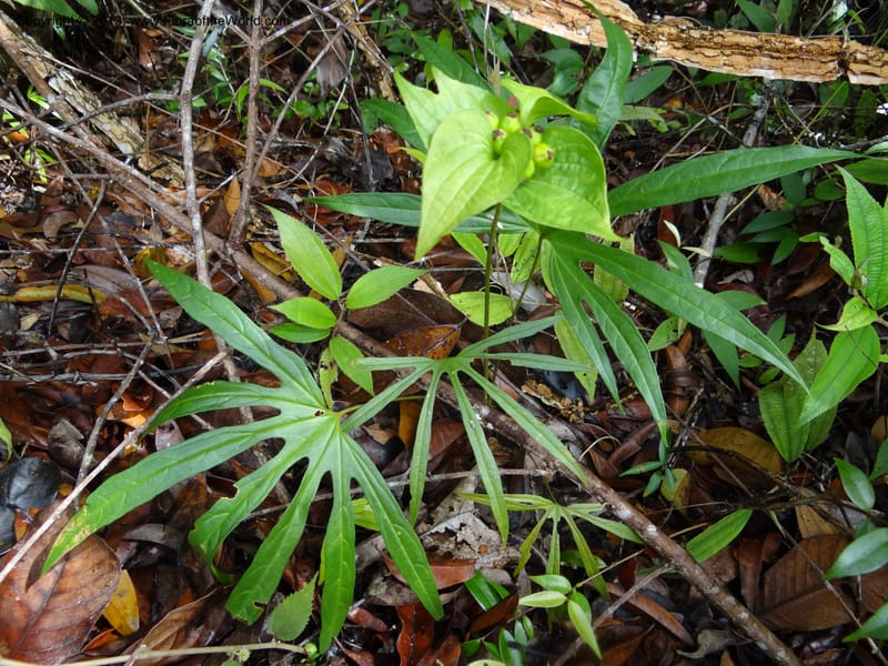 Tacca palmata, SAN.153244--Malaysia, Sabah. Tawai For. Res. 9 Apr 2012. DSC07890 (53).JPG