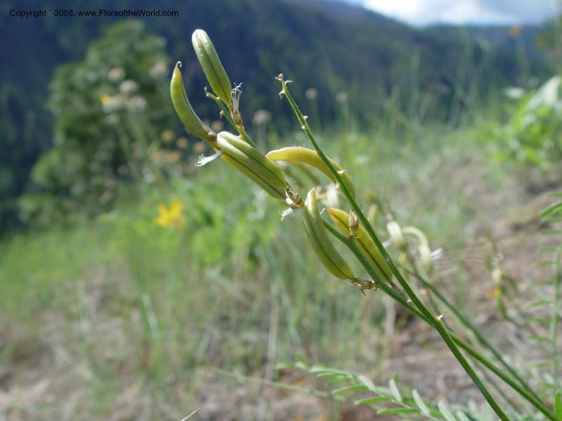 Astragalus canadensis--ID. Idaho Co. Salmon R. Polly Bemis Ranch. 9 May 04. 160.jpg