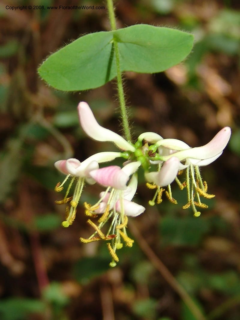Lonicera hispidula v. vacillans, CDavidson11065--CA. Shasta Co. Lake Shasta. Waters Gulch Trail. 5 Jun 07. 186.jpg