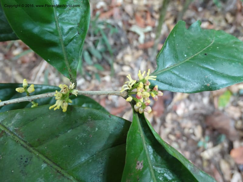 Chionanthus, Davidson, C 12886--Sabah. Sapa Paya For. Res. 23 Mar 2015. DSC00001 (93).JPG