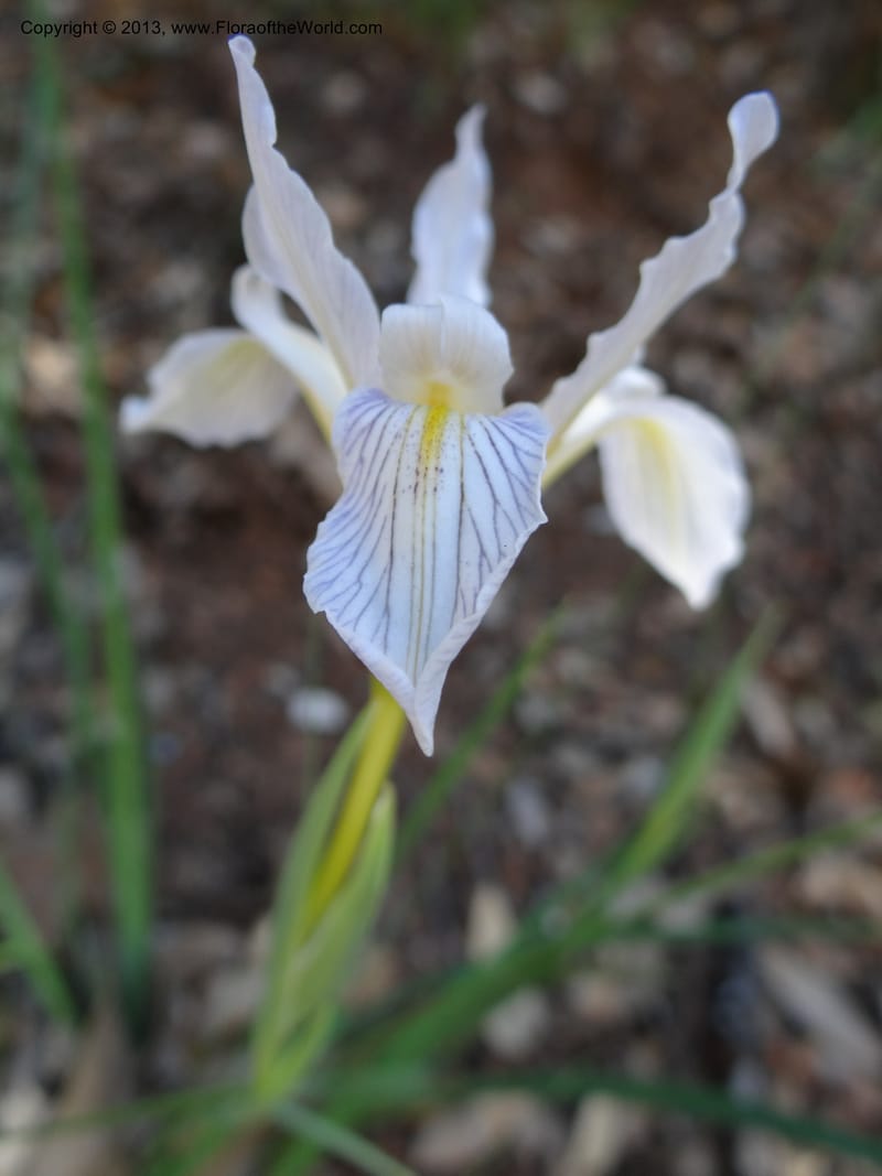 Iris tenuissima, Davidson, C 12132--Calif. Nevada Co. 19 Apr 2013. DSC03196 (4).JPG