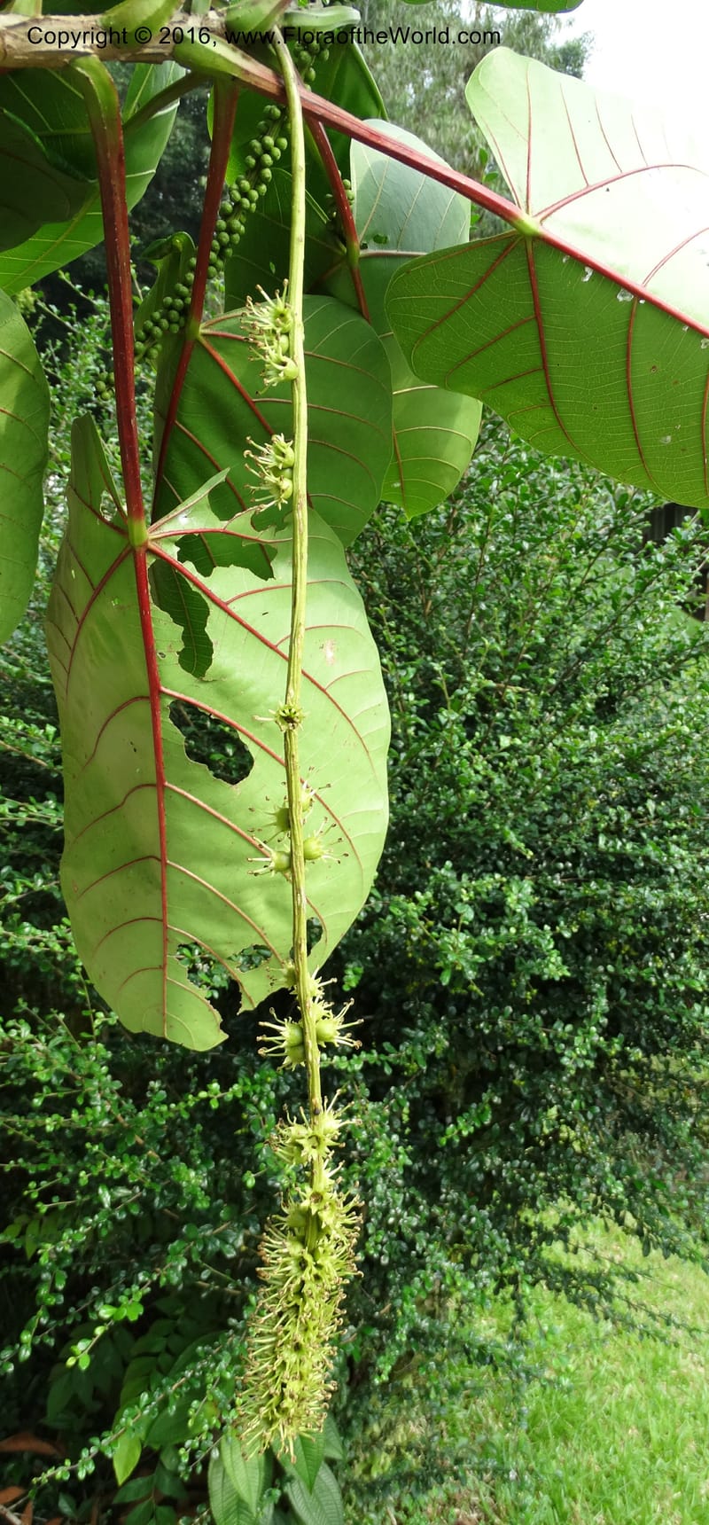 Octomeles sumatrana, Davidson, C 12682--Sabah. Danum Valley. 4 Oct 2014. DSC01741 (363).JPG