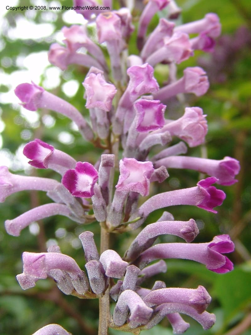 Buddleja lindleyana, 1983.0036--CA. San Francisco Arboretum. 9 Aug 07. 014.jpg