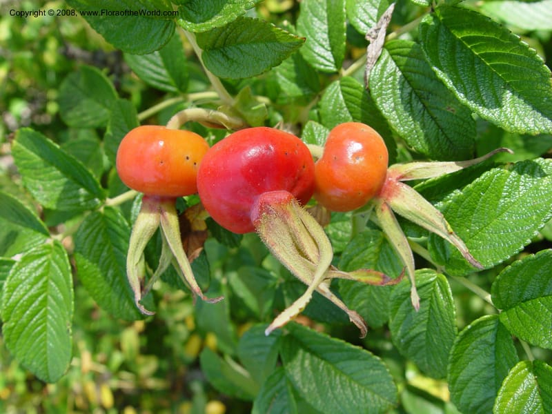 Rosa rugosa, --CA. UC Berkeley Bot. Garden. 19 Sep 03. 084.jpg